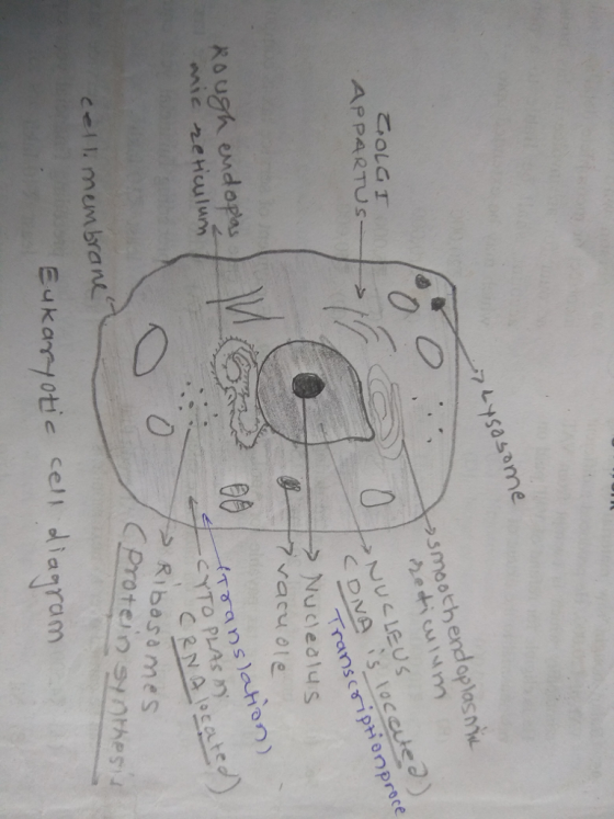smooth endoplasm 0 Transcsiptienproce Ro ugh end opau eH e0 ulun CYTO PLAS SRibasames Protein nes cel mem bran agram
