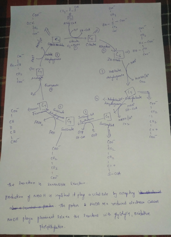 Coo Coo Afedyl Con (oo lo-c Sh-CoA COo Coo Coe 1 Cirate O%alo archahe Citabe Synthase AGNtie H1c-Coo malade CH Coo tis-Cu 700