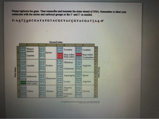 Please replicate the gene. Then transcribe and translate the sister strand of DNA. Remember to label your molecules with the