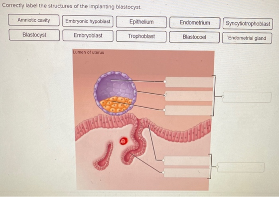 Correctly label the structures of the implanting blastocyst. Amniotic cavity Embryonic hypoblast Epithelium Endometrium Syncy