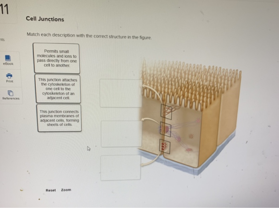 Cell Junctions Match each description with the correct structure in the figure. nts Permits small molecules and ions to pass
