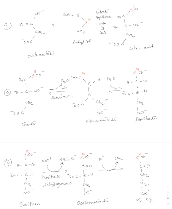 Citrate Coo- COA - . 14 synthene Hool e O=C + - I > - 07- Cocos Cho atz COA СА, / ooo Acelial lot too Ć citric acid oxaloacet