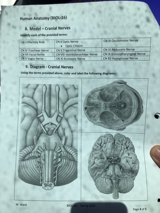 Human Anatomy (BIOL-16) CN III Oculomotor Nerve 8. Model - Cranial Nerves Identify each of the provided terms: CN I Olfactory