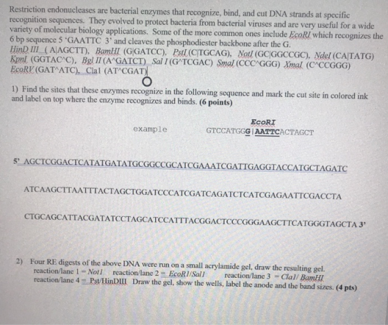 Restriction endonucleases are bacterial enzymes that recognize, bind, and cut DNA strands at specific recognition sequences.