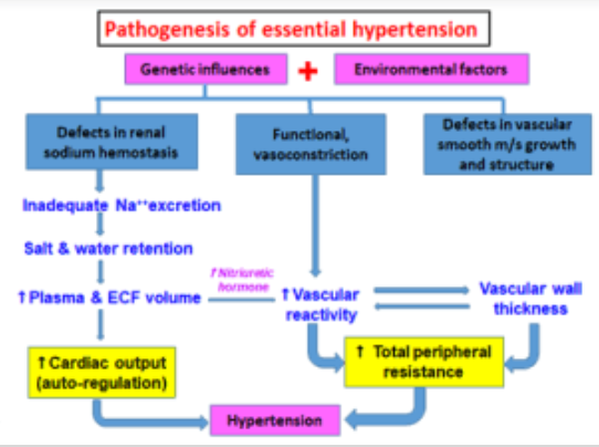 Pathogenesis of essential hypertension Genetic influences + Environmental factors Defects in renal sodium hemostasis Function
