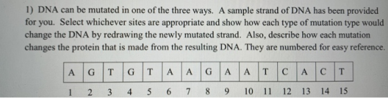 1) DNA can be mutated in one of the three ways. A sample strand of DNA has been provided for you. Select whichever sites are