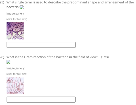 25) What single term is used to describe the predominant shape and arrangement of the bacteria? Image gallery (click for full