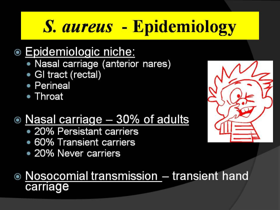S. aureus -Epidemiology o Epidemiologic niche: . Nasal carriage (anterior nares) Gl tract (rectal) . Perineal Throat o Nasal carriage-30% of adults 20% Persistant carriers . 60% Transient carriers 20% Never carriers o Nosocomial transmission - transient hand carriage