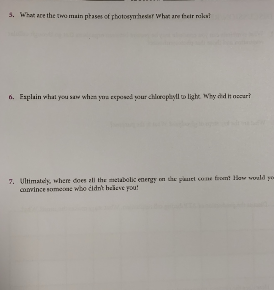 5. What are the two main phases of photosynthesis? What are their roles? 6. Explain what you saw when you exposed your chloro