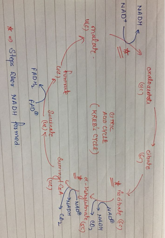 ec) cibare ty NADH NAD 4e) NAD NADH 2 FAD *ってSteps Rher NADH