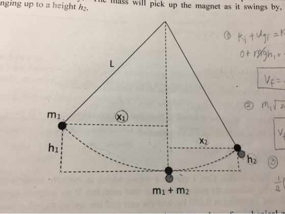 Ss will pick up the magnet as it swings by, nging up to a height h2. Kitu 0+ ragn, VE X1 m1 V X2 h1 h2 mi+ m2
