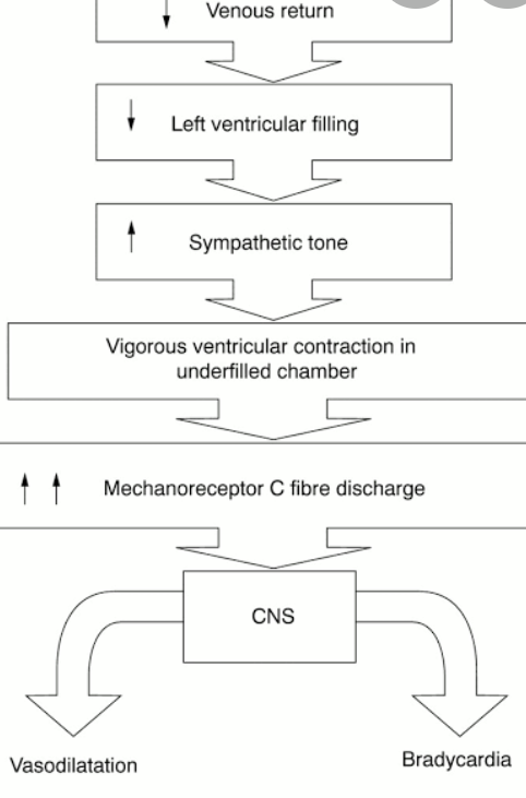 Venous return Left ventricular filling Sympathetic tone Vigorous ventricular contraction in underfilled chamber Mechanorecept