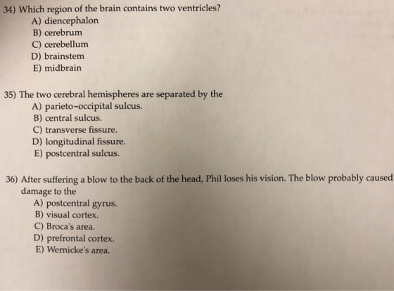 34) Which region of the brain contains two ventricles? A) diencephalon B) cerebrum C) cerebellum D) brainstem E) midbrain 35) The two cerebral hemispheres are separated by the A) parieto-occipital sulcus B) central sulcus. C) transverse fissure. D) longitudinal fissure E) postcentral sulcus. 36) After suffering a blow to the back of the head, Phil loses his vision. The blow probably caused damage to the A) postcentral gyrus. B) visual cortex. C) Brocas area. D) prefrontal cortex. E) Wernickes area.