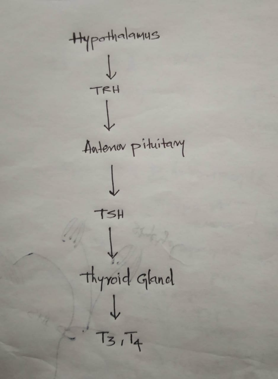 Hypothalamus TRH Antenor pituitary TSH Thyroid gland E T3,T4