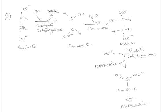 FAD PADA H. i co ca cool 1 0 - C-H H S Cator Succinaté Delmessgenane en fumarase Deam H- 6-H H con Suecinate fumarate ant Mal