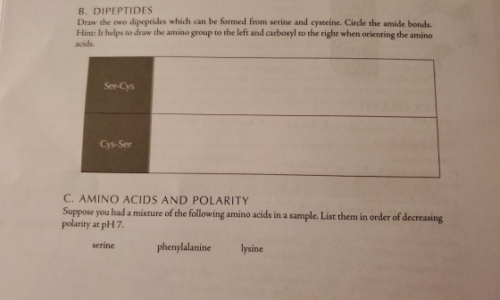 B. DIPEPTIDES Draw the two dipeptides which can be formed from serine and cysteine. Circle the amide bonds. Hint: It helps to