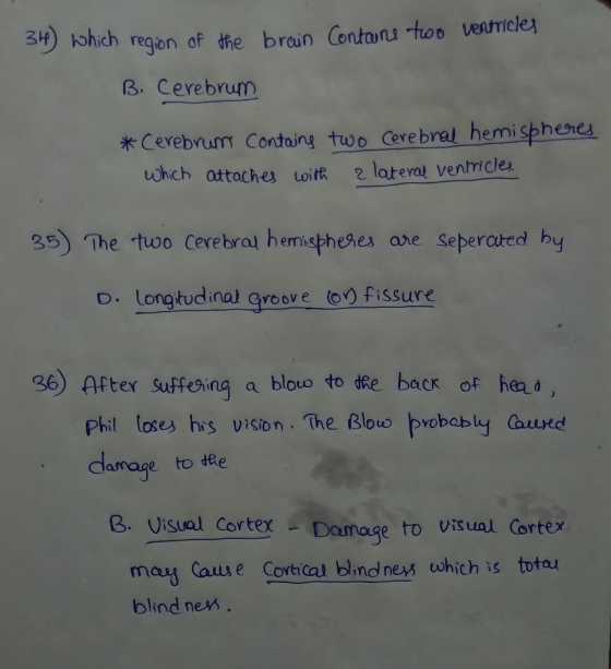 ohich region of the brain Contonu too vestricle B. Cerebrum x Cerebyum Containg tuwo Cerebral hemisphenes uwhich attoches toit lateral ventricles 35) The two cerebral hems heges are seperated by o. Longtudinal Groove (o0 fissure 36) After suffesring a blouo to ffe back of hea аск Phil loses his vision. The B pobably aued amage to te B Visual CortexDamage to visual Cortex may Caue Cortical blind nexs which is totau blind nexs