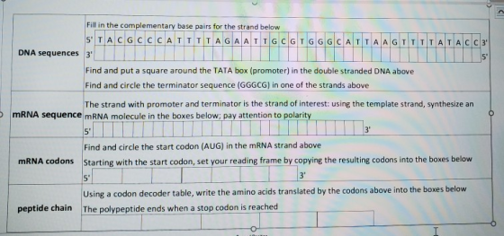 Fill in the complementary base pairs for the strand below STACGCCCATTI TAGA ATTGCGTGGGCATTAAGTTTTA TACC3 DNA sequences 3 I F