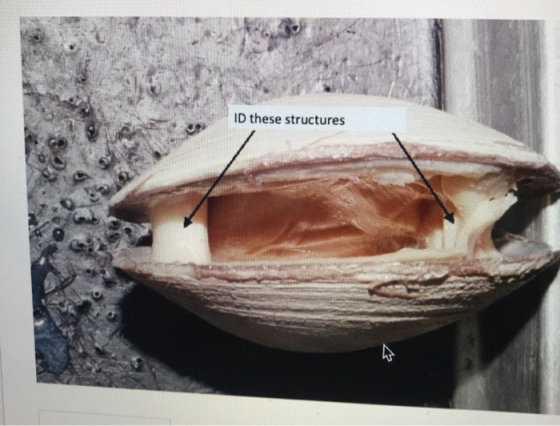 ID these structures