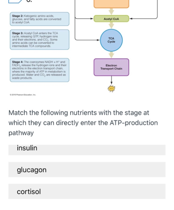 Stage 2: Ketogenic amino acids, glucose, and fatty acids are converted to acetyl COA Acetyl COA Stage 3: Acetyl CoA enters th