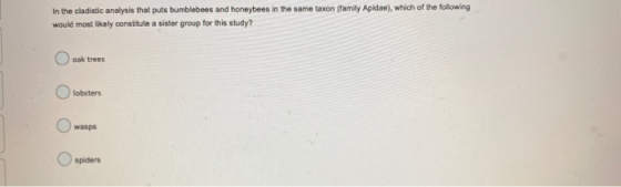 In the cladistic analysis that puts bumblebees and honeybees in the same taxon (family Apidae), which of the following would