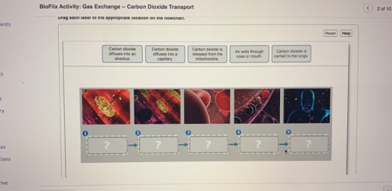 BioFlix Activity: Gas Exchange -- Carbon Dioxide Transport vrag eacniace to the appropriate location on the rowenart. 2 of 10