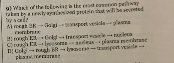 9) Which of the following is the most common pathway taken by a newly synthesized protein that will be secreted by a cell? A)