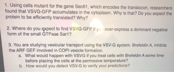 1. Using cells mutant for the gene Sec61, which encodes the translocon, researchers found that VSVG-GFP accumulates in the cy
