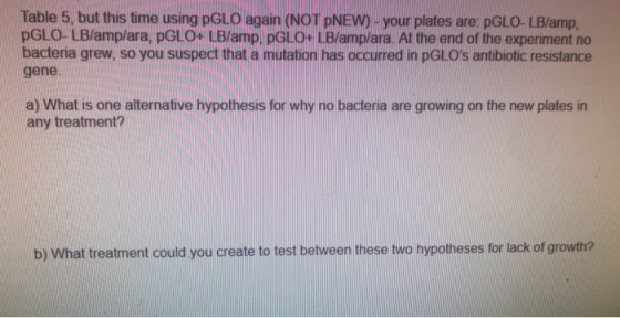 Table 5, but this time using PGLO again (NOT PNEW) - your plates are: PGLO-LB/amp, PGLO-LB/amp/ara, PGLO+ LB/amp, PGLO+LB/amp