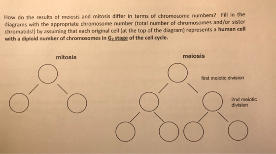 How do the results of meiosis and mitosis differ in terms of chromosome numbers? Fill in the diagrams with the appropriate ch