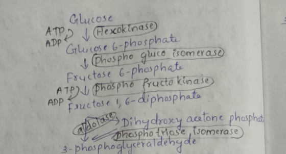 Glucose ADP ATP) (Fexcokinase Glicose 6-phosphate I phospho gluco isomerase Fructose 6-phosphate ATP Phospho fructo kinases A