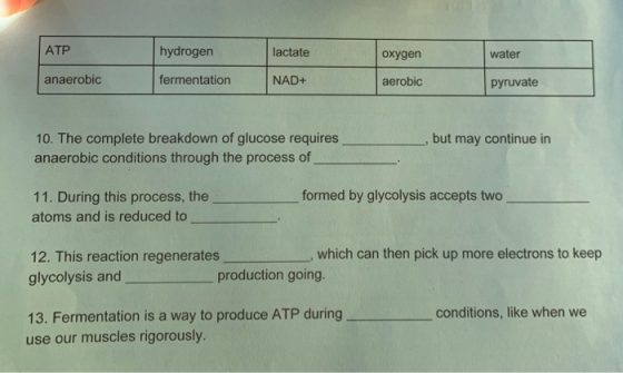 | ATP hydrogen lactate oxygen water anaerobic fermentation NAD+ aerobic pyruvate but may continue in 10. The complete breakdo