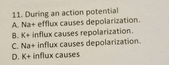 11. During an action potential A. Na+ efflux causes depolarization. B. K+ influx causes repolarization. C. Na+ influx causes depolarization. D. K+ influx causes