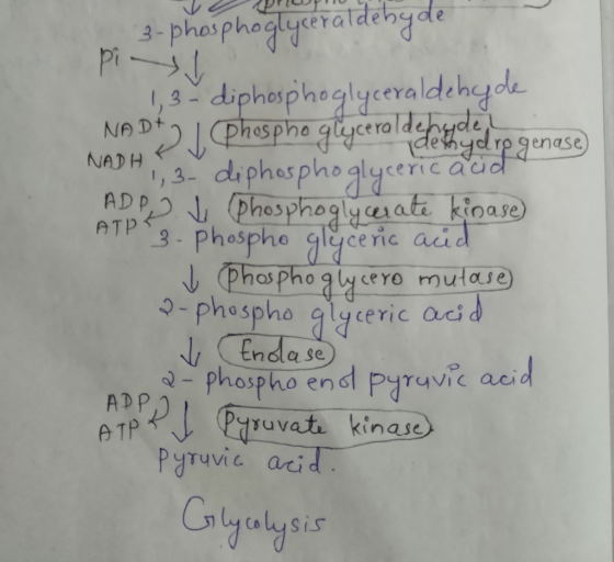 - připhogiya va dehyde Yae ATPE 1,3-diphosphoglyceraldehyde NA DOJ Phospho glycerol de tened op genase) VADH, 3. diphospho gl