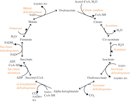 Acetyl-CoA, H,0 NADH+H+ Malate dehydrogenase NAD+ Oxaloacetate Citrate synthase COA-SH Malate Citrate Fumarase M Aconitase H.