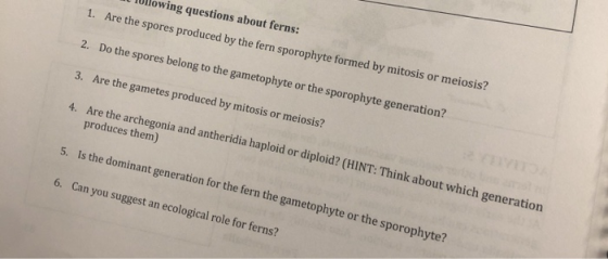 ving questions about ferns: 1. Are the spores produced by the fern sporophyte formed by mitosis or meiosis? 2. Do the spores