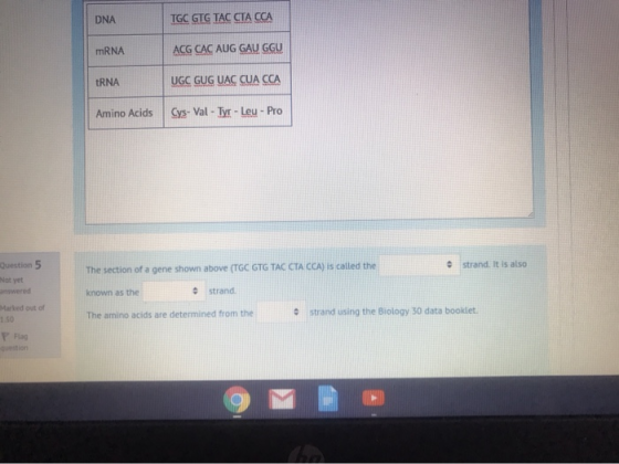 DNA TGC GTG TAC CTA CCA mRNA ACG CAC AUG GAU GGU tRNA UGC GUG UAC CUA CCA Amino Acids Cys- Val - Tyr - Leu - Pro Question 5 s