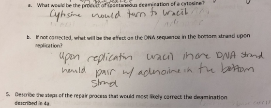 a. What would be the produet oP spontanedus deamination of a hsine nould am b. If not corrected, what will be the effect on t