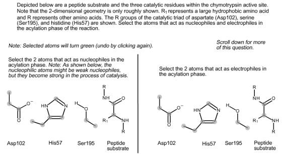 Depicted below are a peptide substrate and the three catalytic residues within the chymotrypsin active site Note that the 2-dimensional geometry is only roughly shown. R1 represents a large hydrophobic amino acid and R represents other amino acids. The R groups of the catalytic triad of aspartate (Asp102), serine (Ser195), and histidine (His57) are shown. Select the atoms that act as nucleophiles and electrophiles in the acylation phase of the reaction Scroll down for more of this question Note: Selected atoms will turn green (undo by clicking again) Select the 2 atoms that act as nucleophiles in the acylation phase. Note: As shown below, the nucleophilic atoms might be weak nucleophiles, but they become strong in the process of catalysis Select the 2 atoms that act as electrophiles in the acylation phase NH NH Peptide substrate Asp102 His57 Ser195 Asp102 His57 Ser195 Peptide substrate
