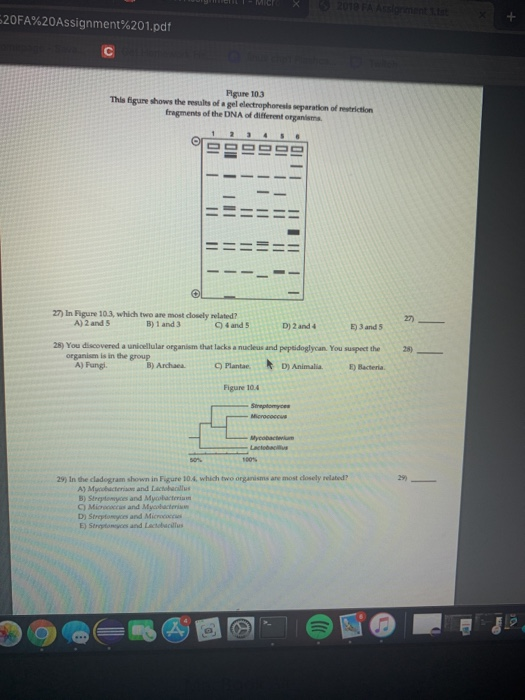 I - MIX P 520FA%20Assignment%201.pdf Pgure 103 This figure shows the results of a gel electrophoresis pension fragments of th