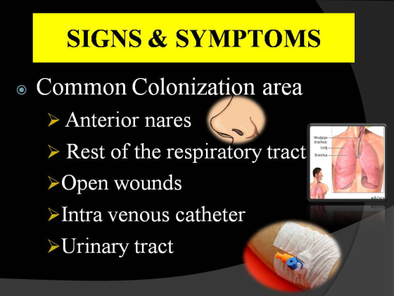 SIGNS & SYMPTOMS o Common Colonization area Anterior nares Rest of the respiratory tract Open wounds Intra venous catheter Windpipe trachea Lung Bronchus Urinary tract