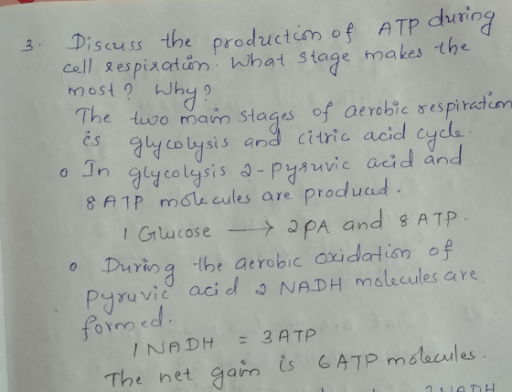 3. Discuss the production of ATP a cell respiration. What stage makes the most? Why? The two main stages of aerobic respirati