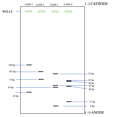 (-) CATHODE WELLS LANE = LANE2 = LANE 3 = LANE 4 = - 91 bp 63 bp 60 bp 45 bp 40 bp 22 bp + 17 bp (+) ANODE