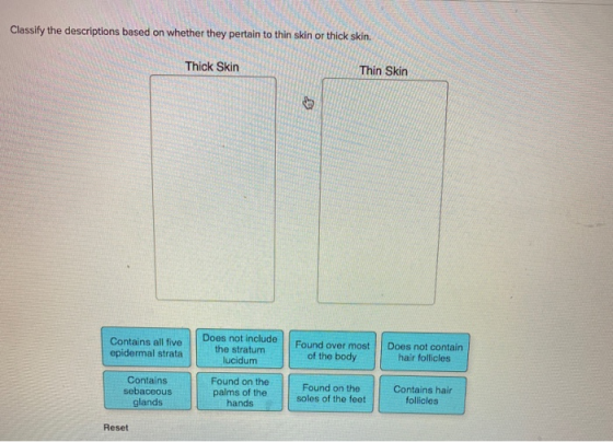 Classify the descriptions based on whether they pertain to thin skin or thick skin. Thick Skin Thin Skin Contains all five ep