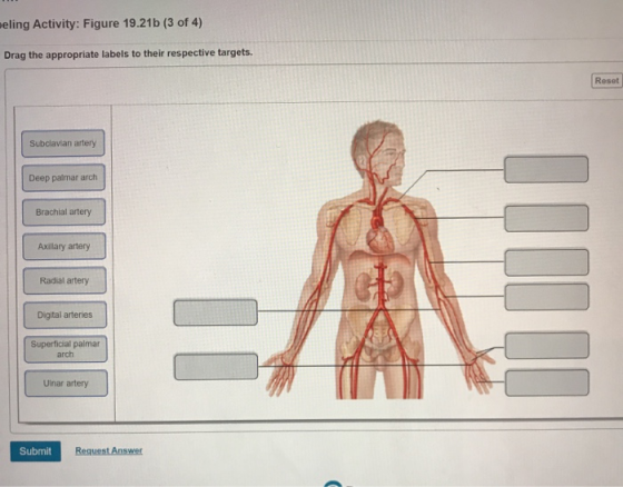 jeling Activity: Figure 19.21b (3 of 4) Drag the appropriate labels to their respective targets. Reset Subclavian artery Deep