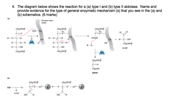 4. The diagram below shows the reaction for a (a) type I and (b) type Il aldolase. Name and provide evidence for the type of