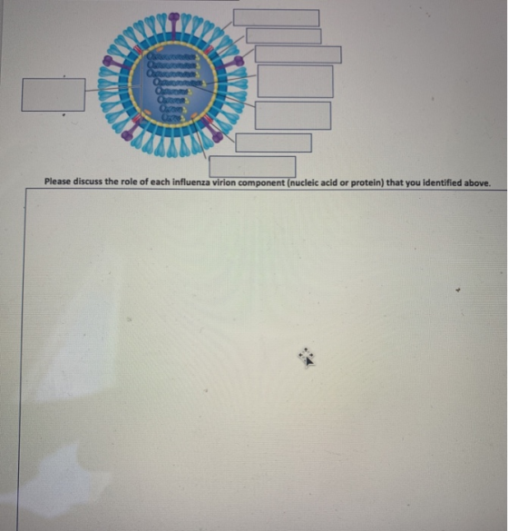 Please discuss the role of each influenza virion component (nucleic acid or protein) that you identified above.