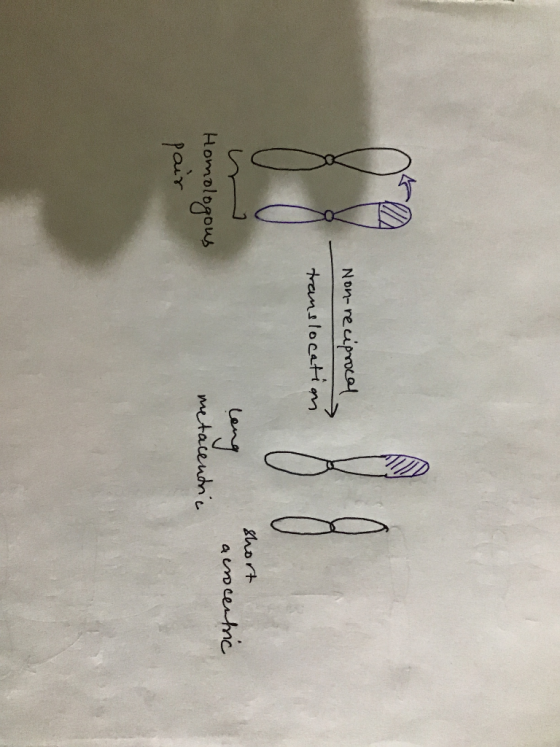 Non-reciprocal translocation long short acrocentric Homologous metacentric pair