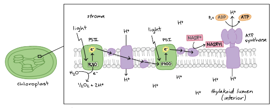 How First Law Of Thermodynamic Applied In The Process Of Photosynthesis ZuoTi Pro