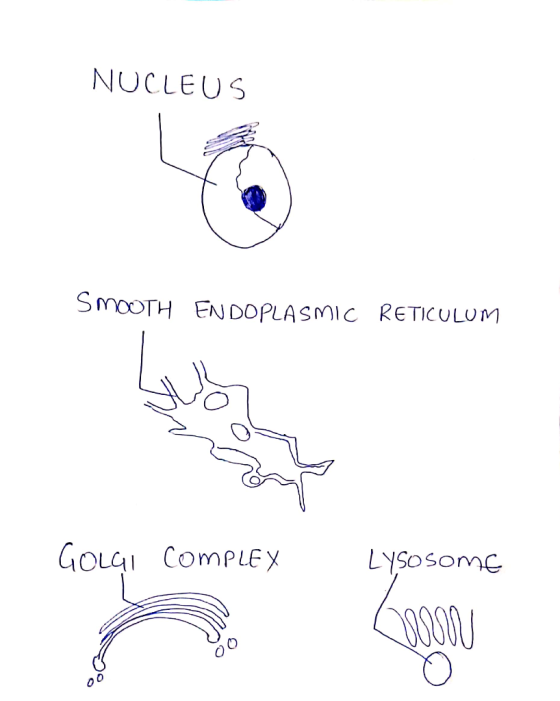 NUCLEUS SMOOTH ENDOPLASMIC RETICULUM GOLGI COMPLEX Lysosome
